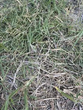 Dry Grass Ground Texture Stock-Fotos