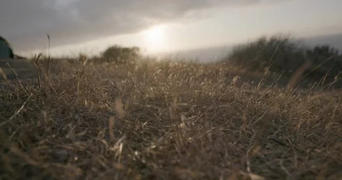 Dry grass on the ground waving in the wind at sunset Stock Footage 145277480