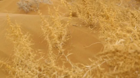 Dry grass growing on sand dune in desert Stock Footage 88336437
