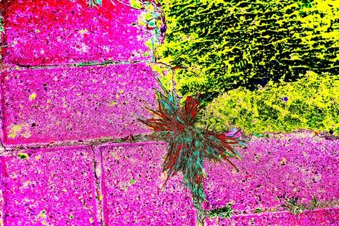 The dry grass growing through the gap of the cement Blocks, abstract backgrou Stock Photos