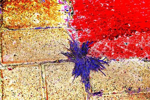 The dry grass growing through the gap of the cement Blocks, abstract backgrou Stock Photos