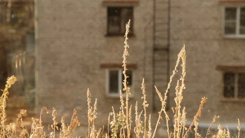 Dry grass growing on a windowsill on the wind Stock Footage 107518105