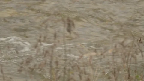 Dry Grass Grows on the Creek Banks Depressing View Stream Watercourse Rainwater 動画素材 71632953