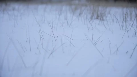 Dry grass grows out of the snow. Lifeless, dried-up grass sticks out of the snow Stock Footage 325746358
