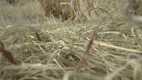 Dry grass hay close-up. Drought and lack of cereals, as well as an abundance of Stock Footage 253883511