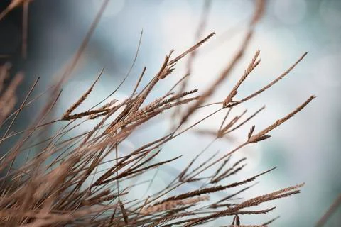 Dry grass heads Stock Photos