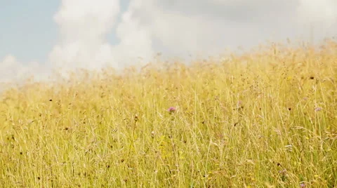 Dry grass in high mountains - steadicam Stock Footage 40669282