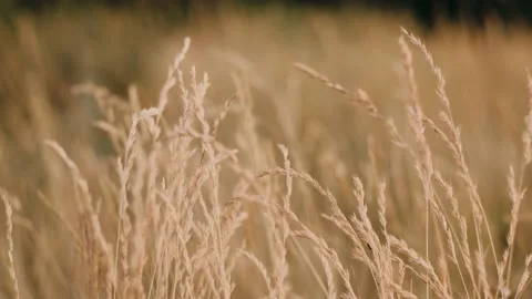 Dry grass on a hillside close-up Stock Footage 133516646
