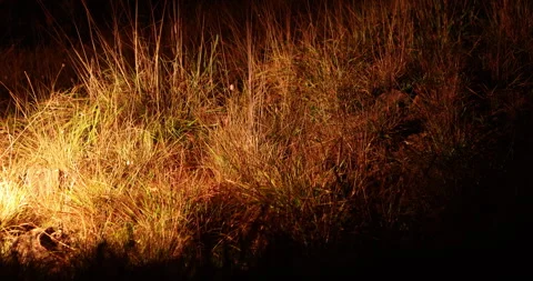 Dry Grass on hll night Видео 335477172