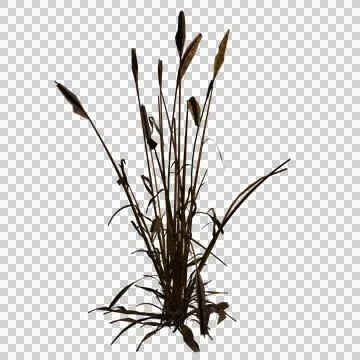 Dry grass Stock Illustration
