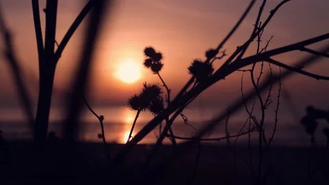 Dry grass infront of a suniset at the ocean Stock Footage 148546660
