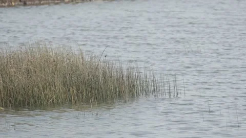Dry Grass with Lake Background in Natural Landscape Stock Footage 336648068