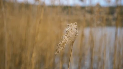 Dry grass on the lake Stock Footage 77810575