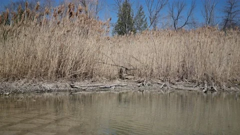 Dry grass by the lake in spring 库存影片 238406072