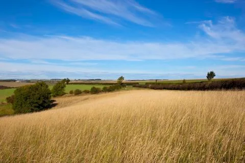Dry grass landscape Stock Photos