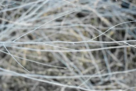 Dry grass in large quantities. Lots of abstract stripes, dead wood, deadwood. Stock Photos