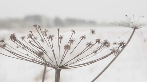 Dry grass with large snow caps on the background of winter forest on a snowy day Stock Footage 100393588