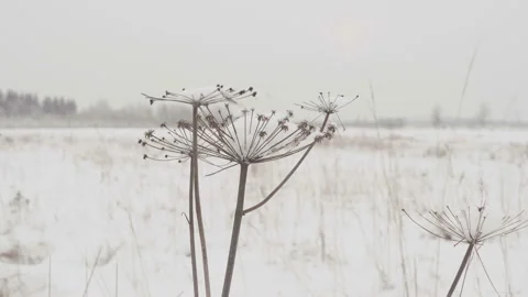 Dry grass with large snow caps on the background of winter forest on a snowy day Stock Footage 100394013