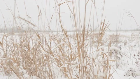 Dry grass with large snow caps on the background of winter forest on a snowy day Video stock 100404348