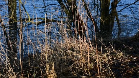 Dry grass lit by the setting sun, riverbank Stock Footage 124410579