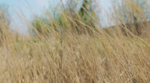 Dry Grass on the Meadow. Beautiful Spring Видео 62195278