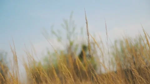 Dry Grass on the Meadow. Beautiful Spring Stock Footage 62195854