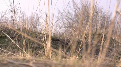 Dry grass on a meadow Vídeo Stock 364441