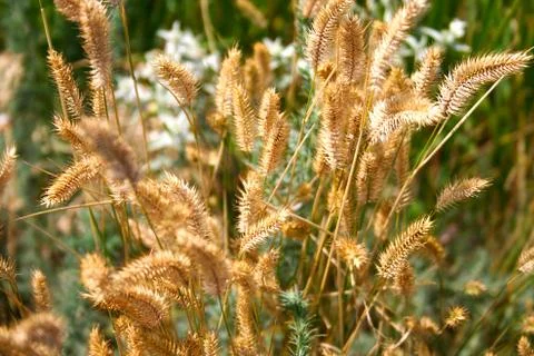 Dry grass in the meadow. Stock Photos