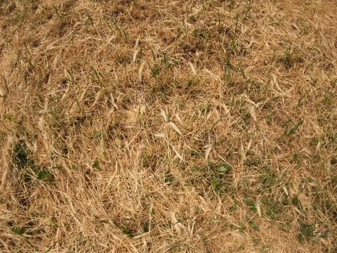 Dry grass in a meadow Stock Photos