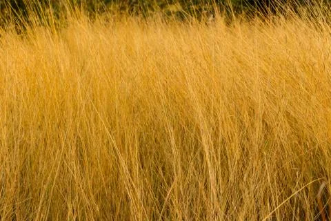 Dry grass in the meadow Stock Photos