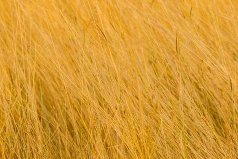 Dry grass in the meadow Stock Photos