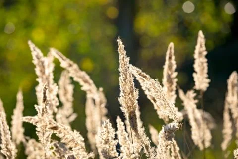 Dry grass on meadow Stock Photos