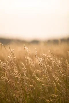 Dry grass meadow in the sunset light. Evening landscape. Stock Photos