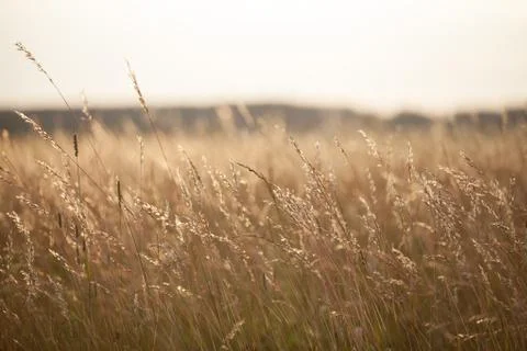Dry grass meadow in the sunset light. Evening landscape. Stock Photos