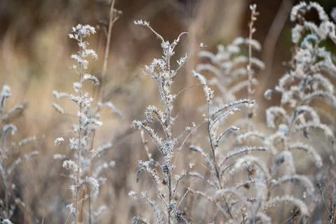 Dry grass in the meadow in winter Stock Photos