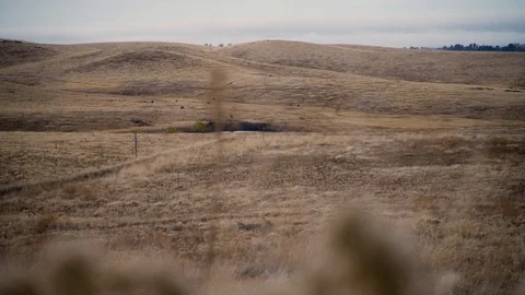 Dry Grass Mountain Hill Landscape with Cows and Gloomy Sky Stock-Footage 123196161