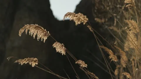 Dry grass in the mountains in the bright sunlight. Stock Footage 22157006