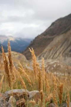 Dry grass in the mountains close up Stock Photos