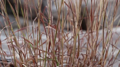 Dry grass on mountains. Stock Footage 170117663