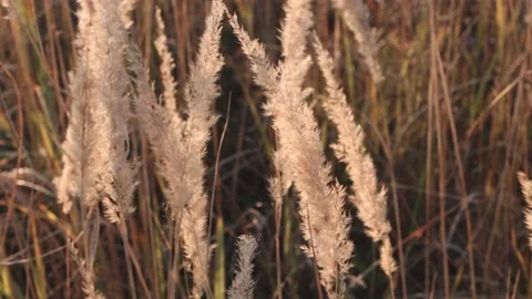 Dry grass moves slowly in the wind outdoors. natural background, calm scene Stock Footage 162686111