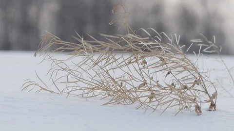 Dry grass moves from the wind on a hill covered with snow. Stock-Footage 122238737