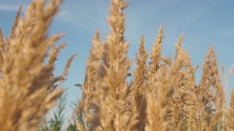The Dry Grass Moves In The Wind On The Sea Shore. Stock Footage 205005808