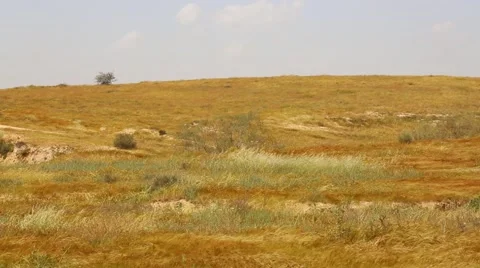 Dry grass moving in desert Video stock 50969036
