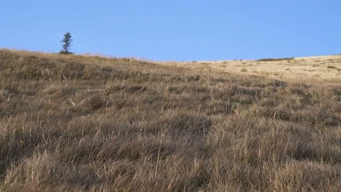 Dry grass moving fast in strong wind Stock Footage 104159571