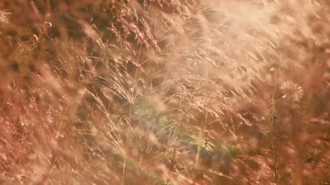 Dry grass moving in the wind bathing in golden light during sunset.4K resolution Stock Footage 135550311