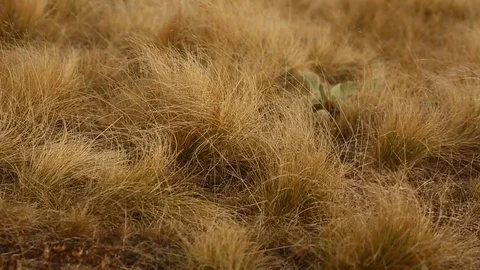 Dry grass moving on wind. Close-up. Stock Footage 97445115