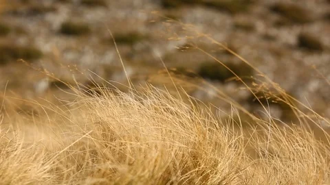Dry grass moving on wind. Close-up. Video stock 97445282