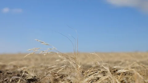 Dry grass moving in wind close up in Namibia dry and arid desert landscape  Stock Footage 102738281