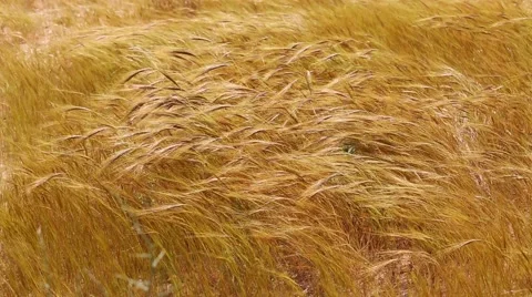 Dry grass moving on a wind Stock Footage 48885782