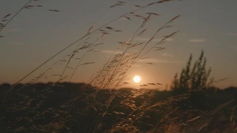 Dry grass moving in the wind in front of a sunset Stock Footage 260219676
